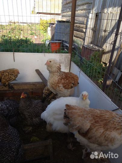 Декоративные куры