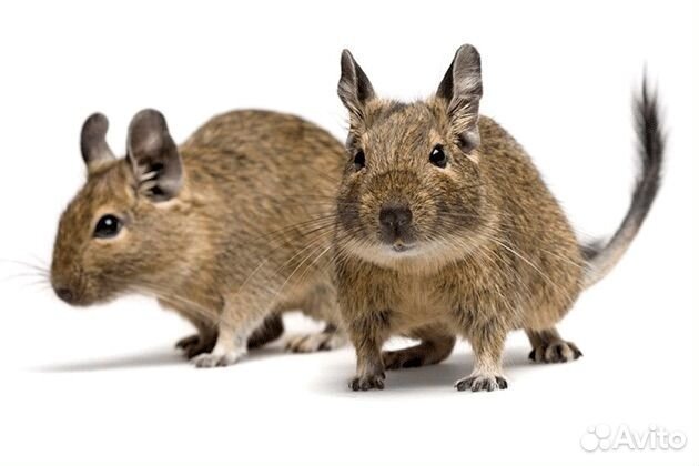 Дегу бельчата 2 мальчика, 2 девочки