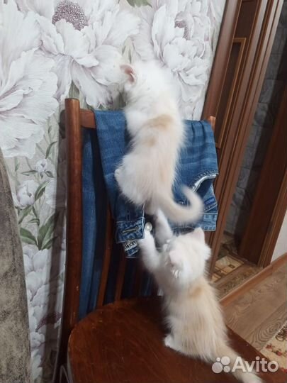 Кот(кошка) в добрые руки бесплатно