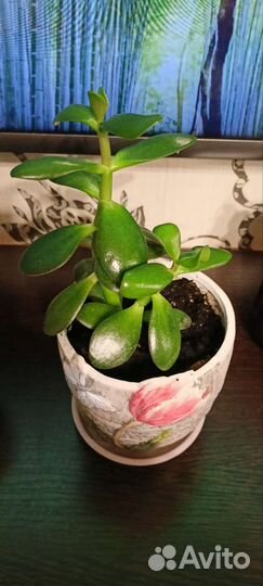Денежное дерево в новом керамическом кашпо