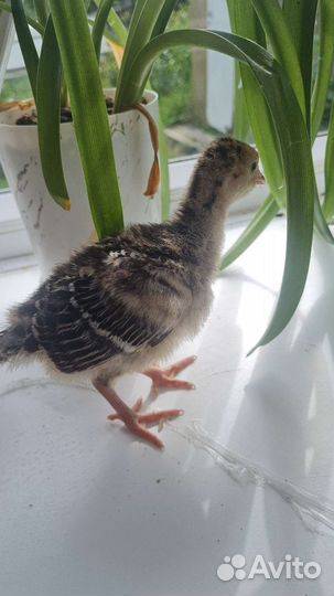 Мясо домашней птицы