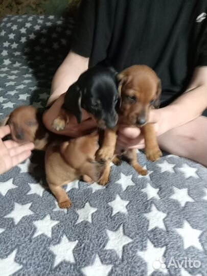 Карликовая такса щенки