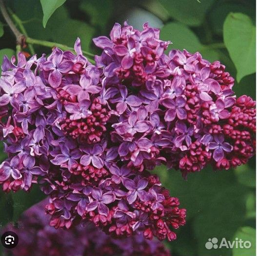 Сирень Индия и др. красивые сирени