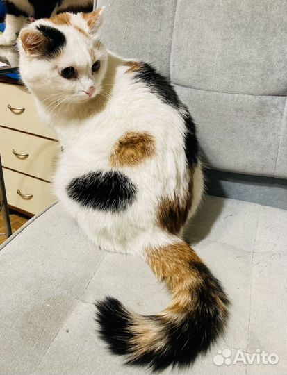 Отдам бесплатно кошечку