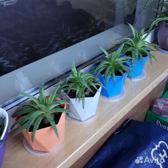 Семейство аллоэ