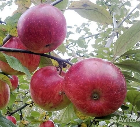 Саженцы яблони «Юнный натуралист»