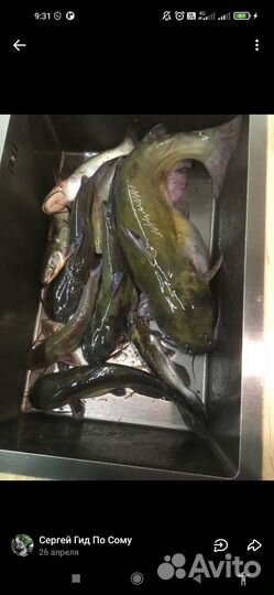 Рыбалка с гидом на Десногорском водохранилище