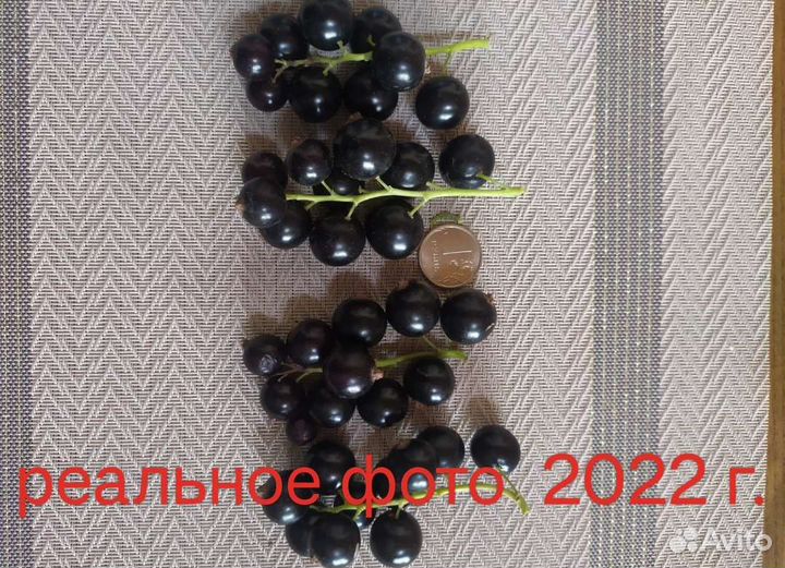 Саженцы черной смор.,жимолость