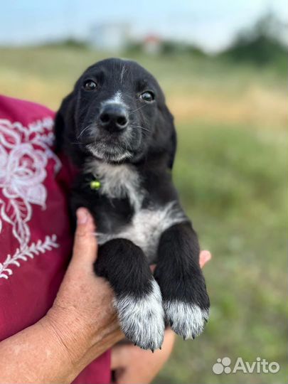 Собаки щенки