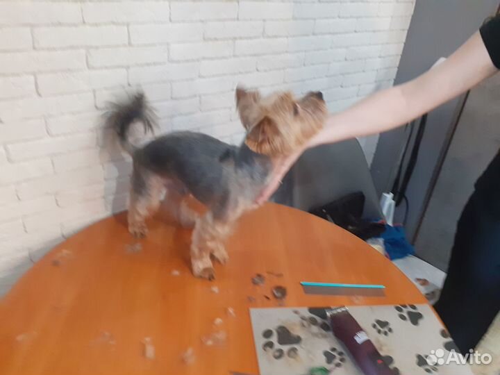 Груминг собак с выездом на дом