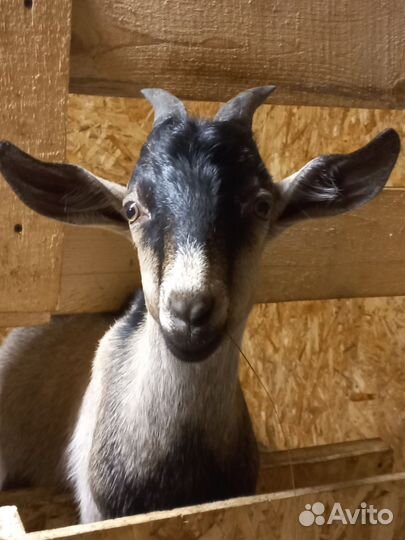 Козы и козел