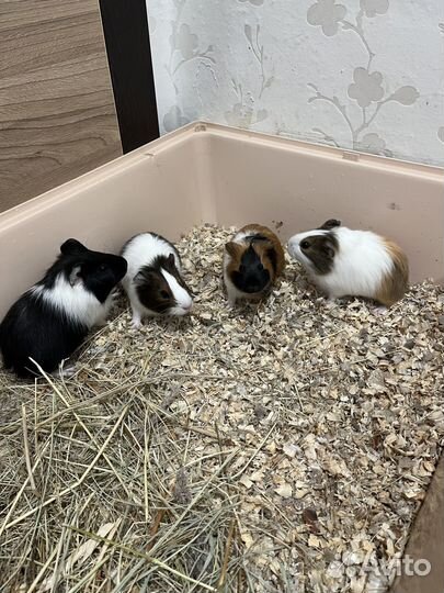 Морская свинка