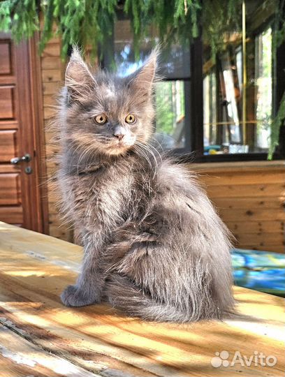 Котята мейн-кун девочки