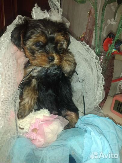 Йорики мальчики