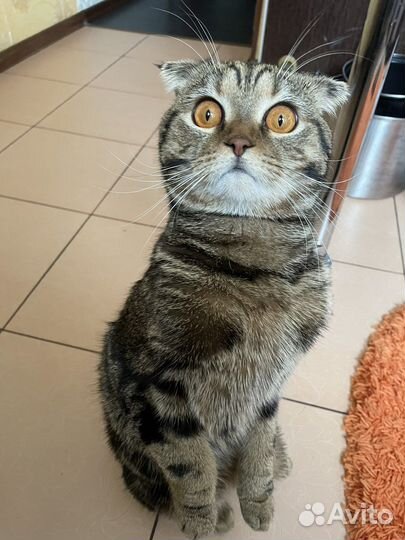 Шотландский кот вязка