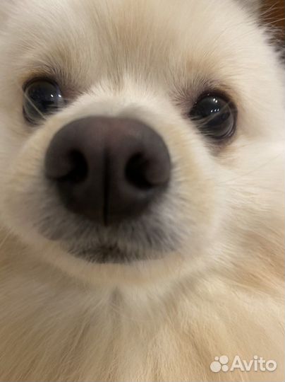 Шпиц для вязки