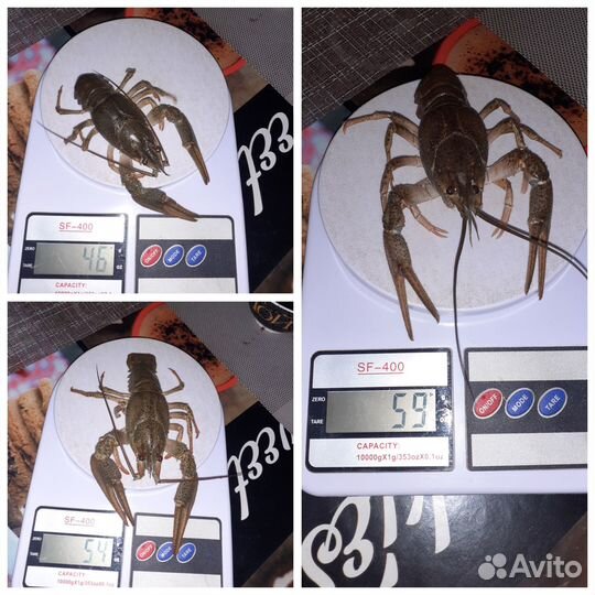 Свежие живые раки
