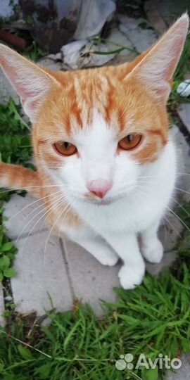 Рыжий котик