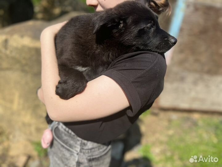 В добрые руки