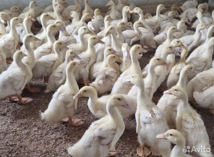 Бройлер, гуси, утки бройлерные, индюки и доминанты