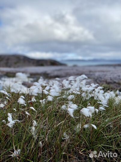 Тур в Териберку