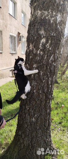 Кот в добрые руки