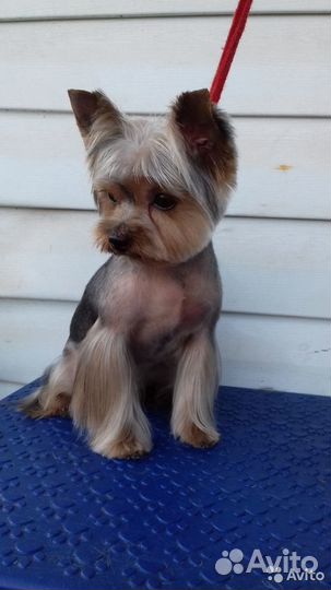 Стрижка собак и кошек в п.г.т. Алексеевка(Кинель)