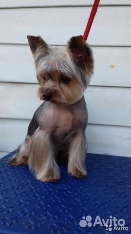 Стрижка собак и кошек в п.г.т. Алексеевка(Кинель)