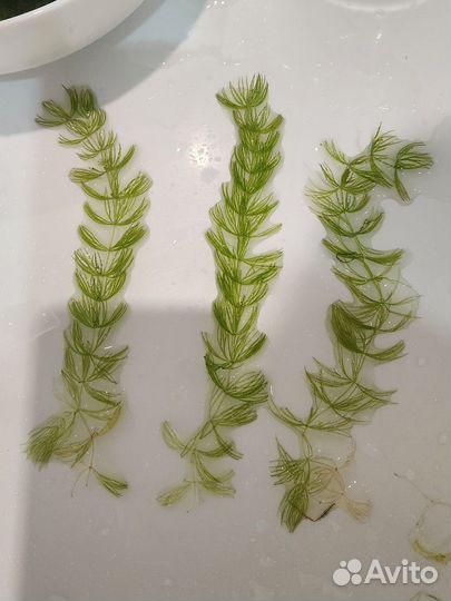 Аквариумное растение