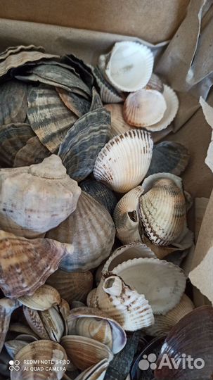 Морские ракушки
