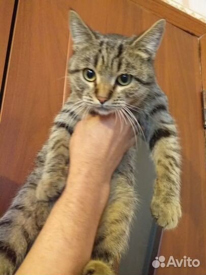 Молодой котик