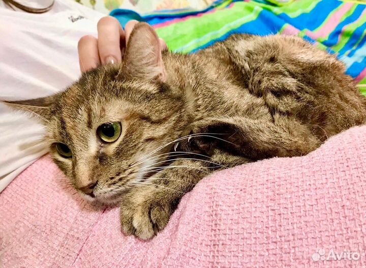 Беатриче - ласковая девочка ищет дом