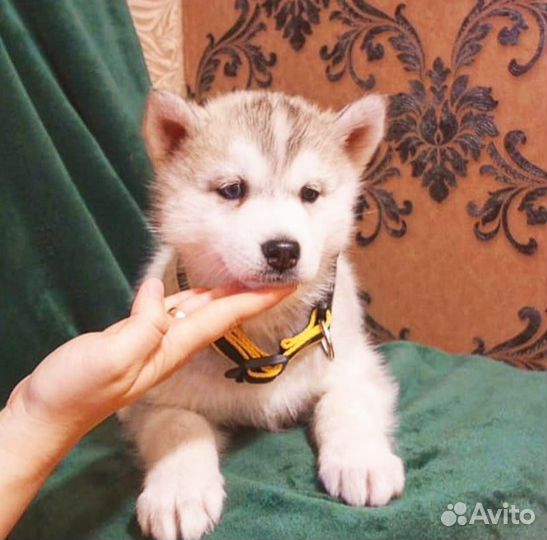 Щенки Сибирской хаски