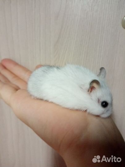 Джунгарский хомяк