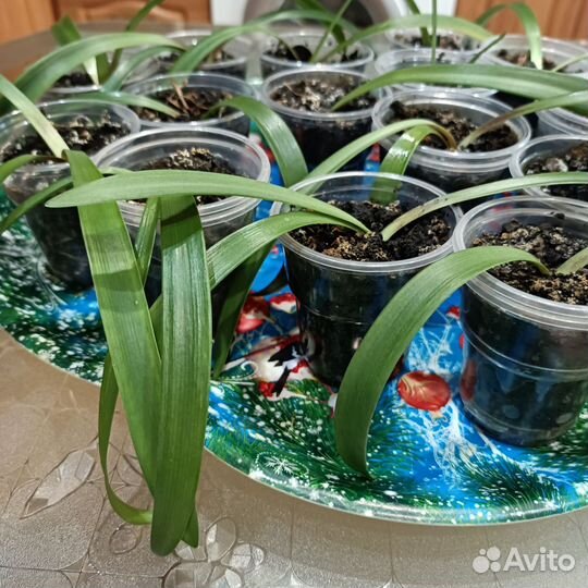 Гиппеаструм