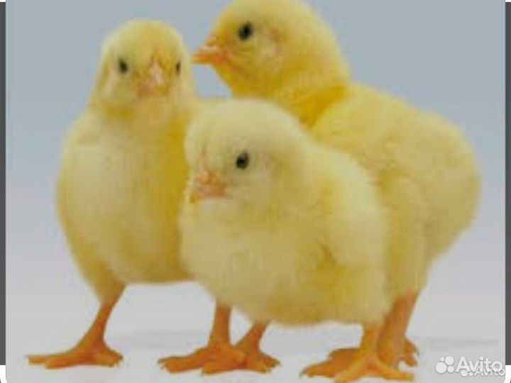 Замороженные суточные цыплята. Фарш и микс. Корм