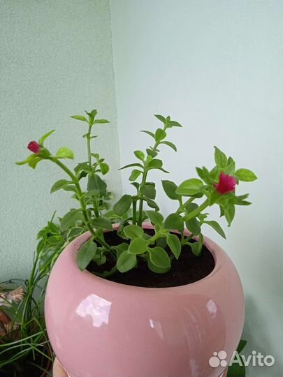 Традесканция