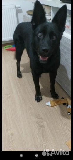 Отдам собаку в добрые руки