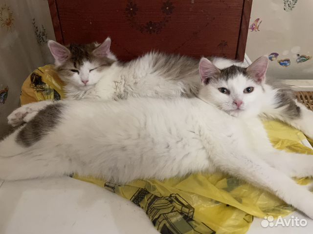 Котята в добрые руки