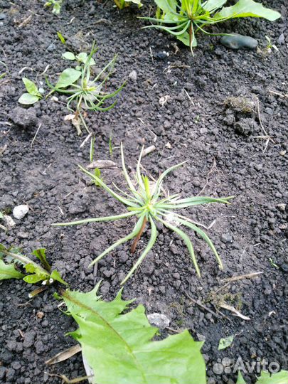 Кедры сибирские