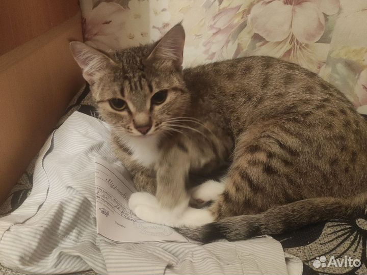 Кошка