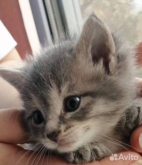 Котёнок из коробки