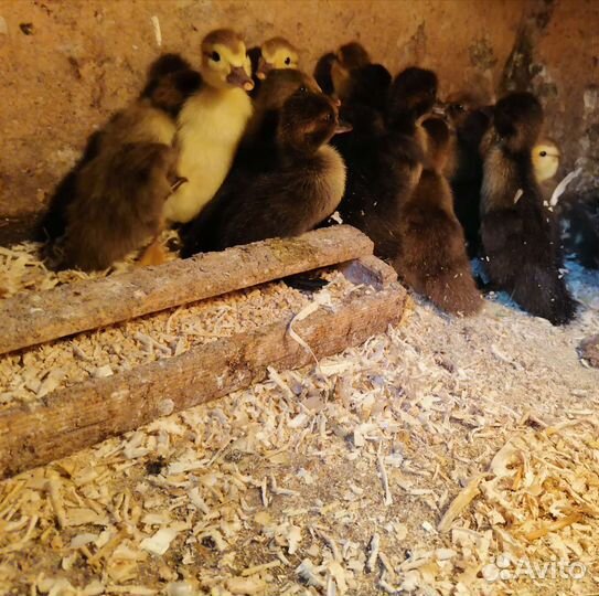 Куры цыплята индоутята