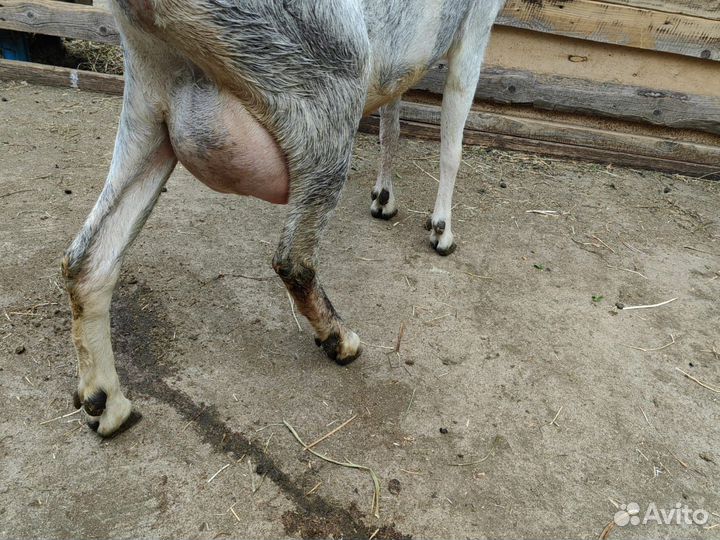 Продаются козы и козлики