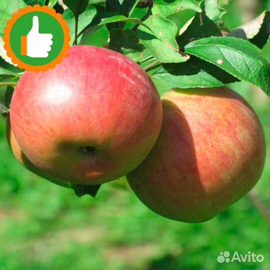 Саженцы яблоня Красавица Москвы