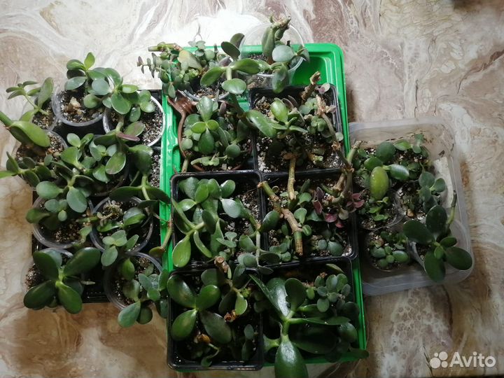 Толстянка (денежное дерево)