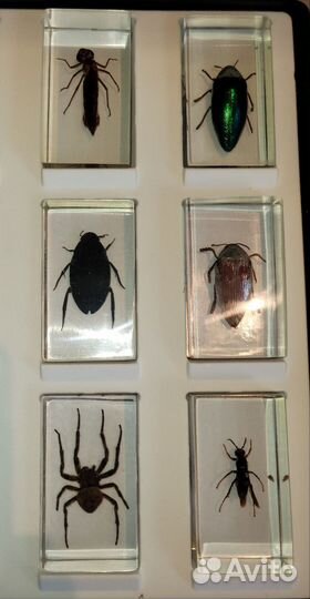 Настоящие насекомые в смоле для коллекций