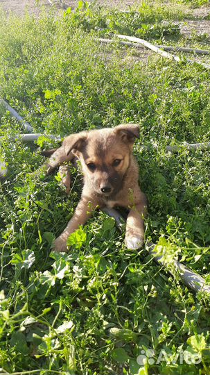 Собаки в добрые руки отдам бесплатно