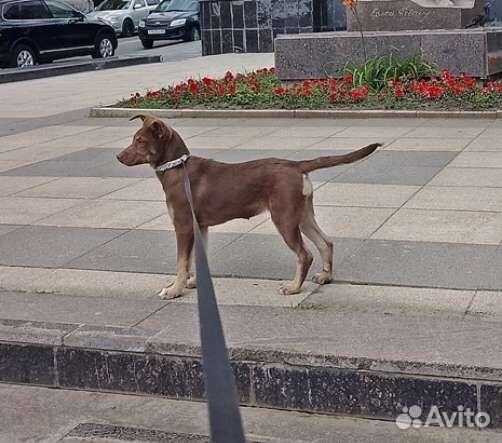 В добрые руки щенок девочка