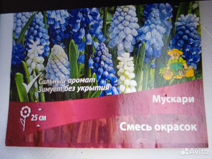 Цветы Мускари